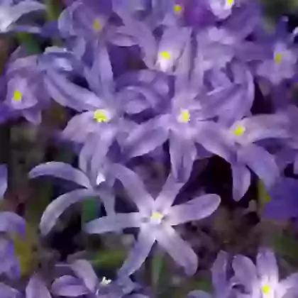 Chionodoxa